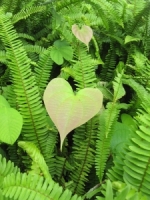 heart shaped leaf