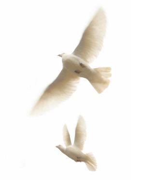 Flight
